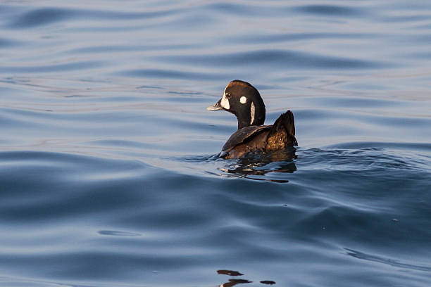 pato-arlequim é flutuante na baía avachinskaya - harlequin duck duck harlequin water bird imagens e fotografias de stock