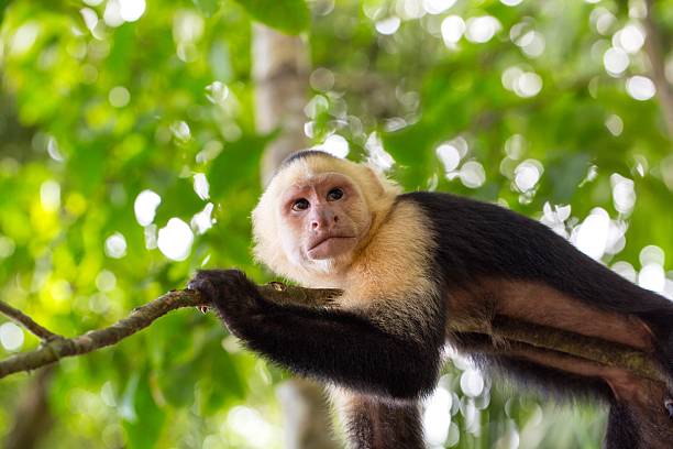 istock Close up of a capuchin monkey with trees behind 531462685