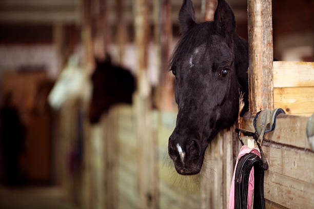 istock horse in the stable 531462883