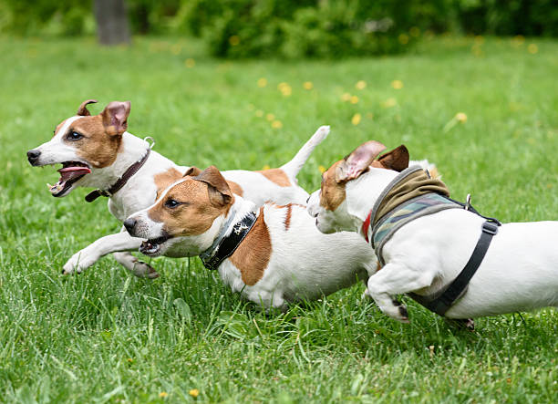 istock Three dogs playing and racing quickly at summer park 531464286