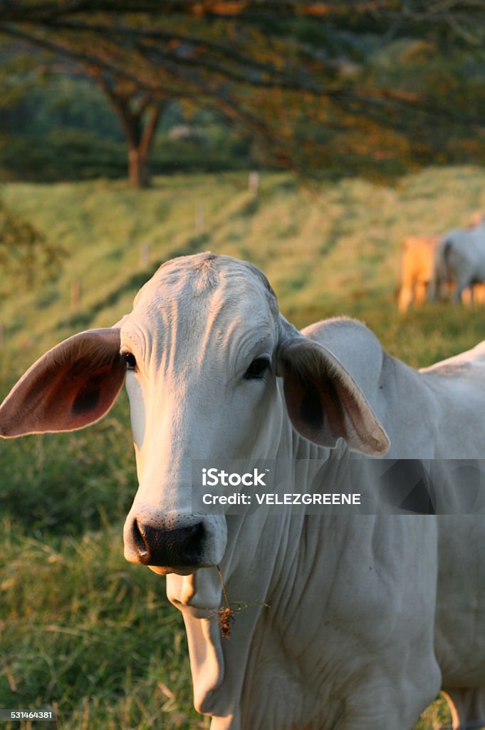 cow cow in sunset 2015 Stock Photo