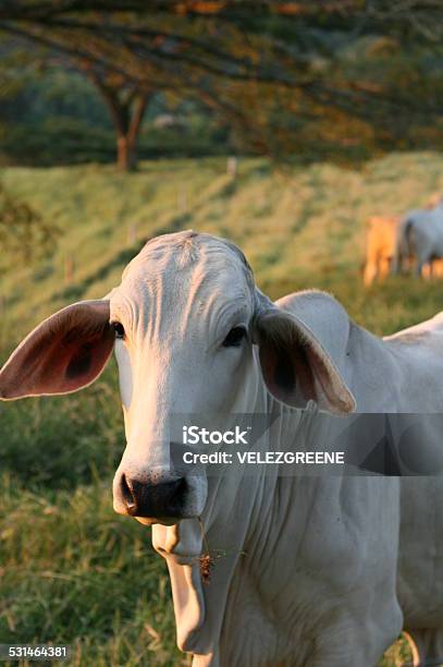 Cow Stock Photo - Download Image Now - 2015, Agricultural Field, Agriculture