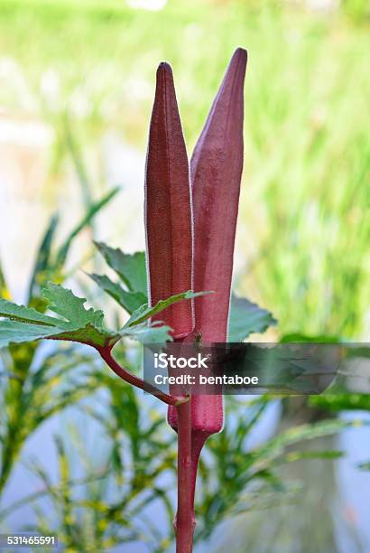 Red Burgundy Okra Stock Photo - Download Image Now - 2015, Agriculture, Close-up