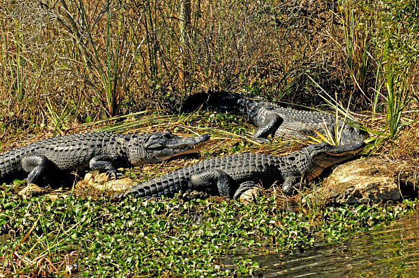 drei alligatoren lay sonnenbaden am ufer des flusses. - cajun food stock-fotos und bilder