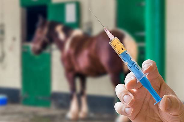 Hand of veterinarian holds syringe. Horse in background. Vaccination concept. Hand of veterinarian holds syringe. Horse in background. Vaccination concept. anti doping stock pictures, royalty-free photos & images