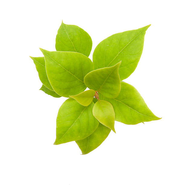 istock Green leaves on white background with clipping-path 531466043