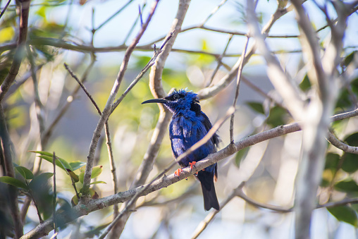 Blue Hummingbird perched on a bare branch in the forest.  This bird looks like it's a Honeycreeper with ruffled feathers on his head.