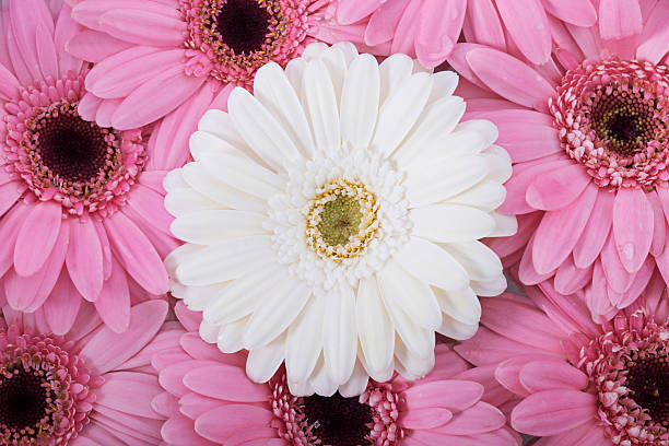istock Beautiful flower arrangement 531466385