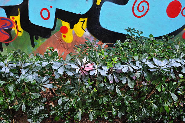 istock hedge with spray painted leaves 531466469