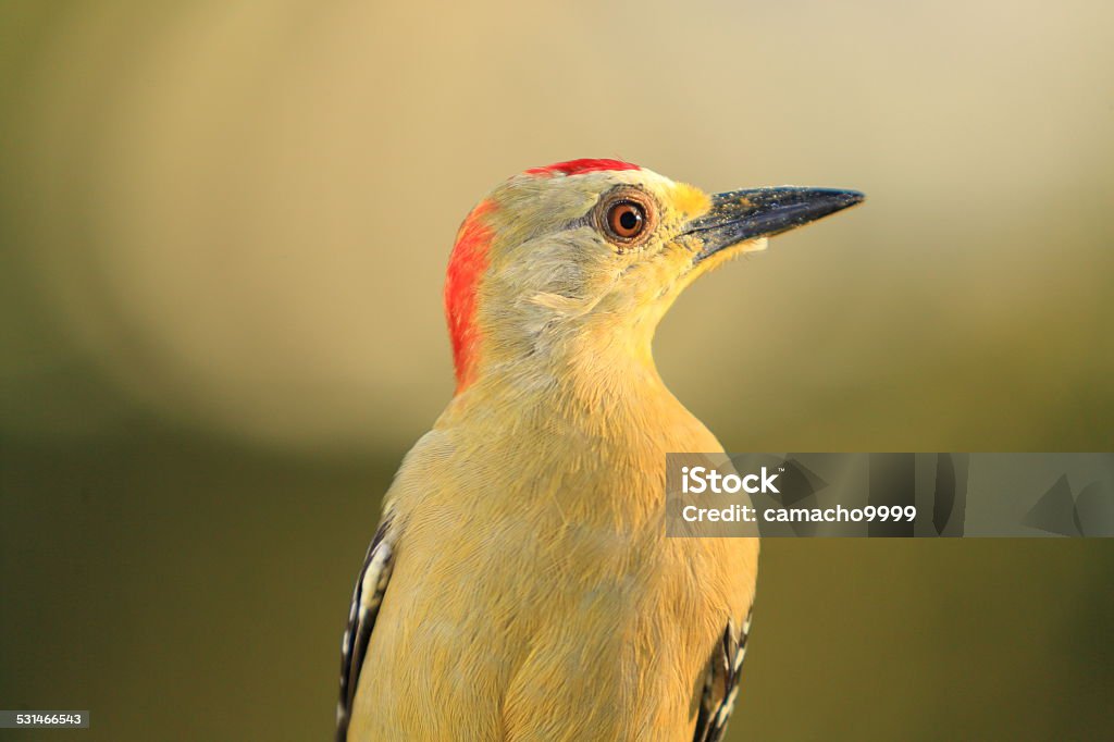 Red-crowned Woodpecker Tight Close-up Melanerpes rubricapillus known as red-crowned woodpecker in a tight closeup profile Redhead Stock Photo