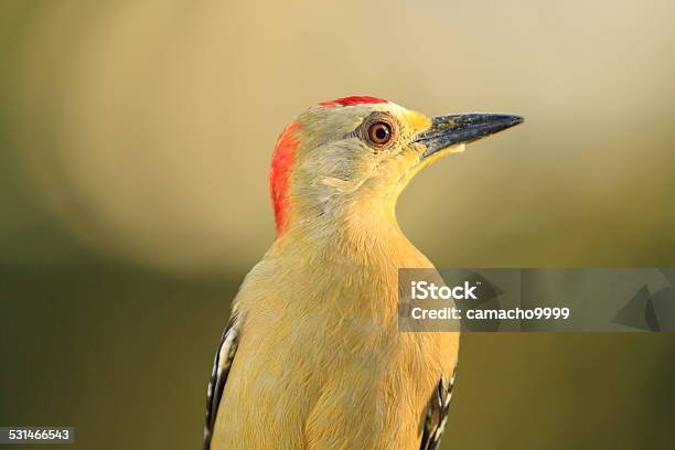 Redcrowned Woodpecker Tight Closeup Stock Photo - Download Image Now - Redhead, 2015, Animal