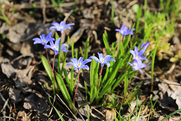 istock first early spring flowers in the garden 531466836