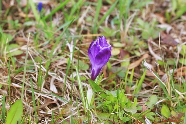 istock first early spring flowers in the garden 531467028