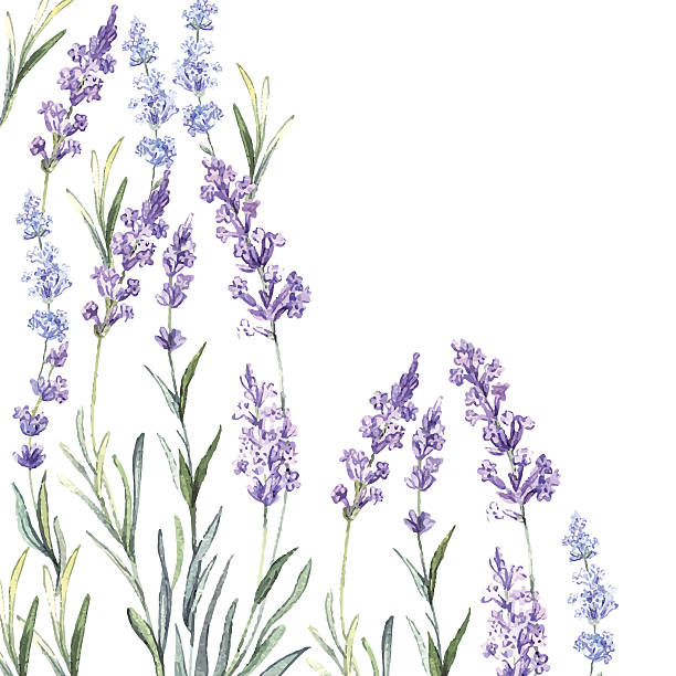 istock Watercolor vintage background of Lavender 531467041