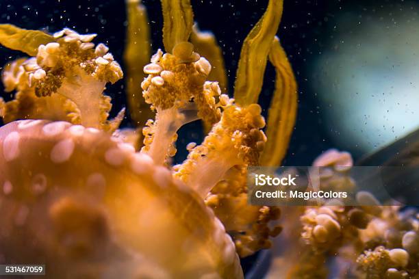 Jelly Fish Stock Photo - Download Image Now - 2015, Animal, Animal Markings