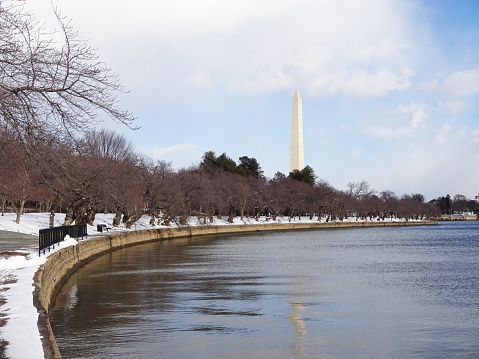 Photo of cherry blossom trees, snow and Washington Monument at the Tidal Basin in Washington DC during a cold January day.  These trees will be blooming in late March.  For now the weather is cold at 20F and windy.