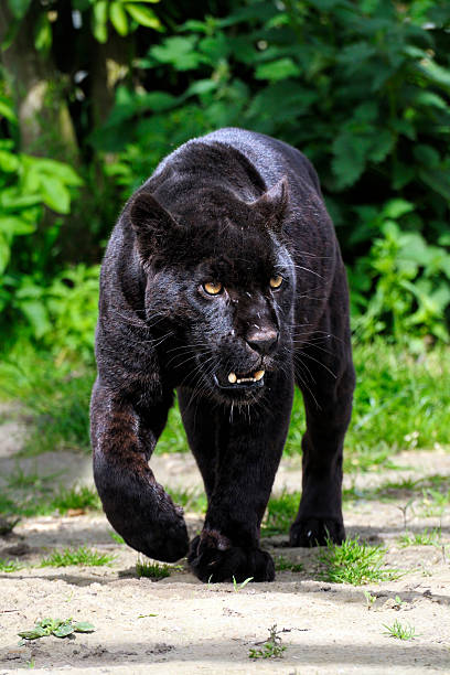 черный jaguar-ходьба в направлении просмотра - mountain lion undomesticated cat big cat animal стоковые фото и изображения