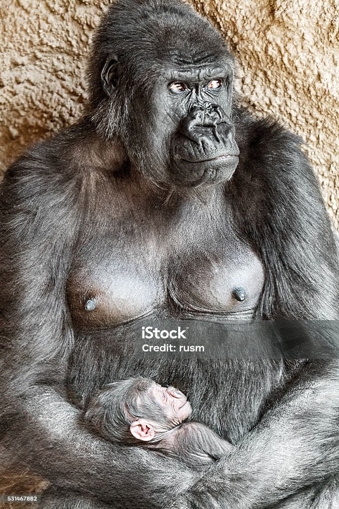 Female gorilla with baby female gorilla with her baby closeup Gorilla Stock Photo