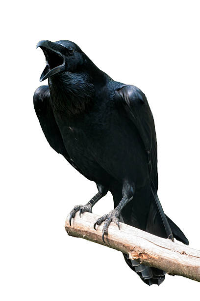 istock Raven Isolated - Raven calling out on Tree Branch 531468044