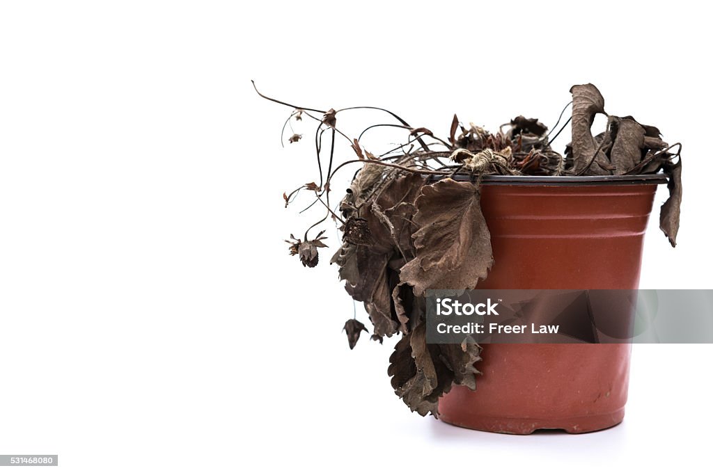 faded strawberry plant on a white background with copy space Dead Plant Stock Photo