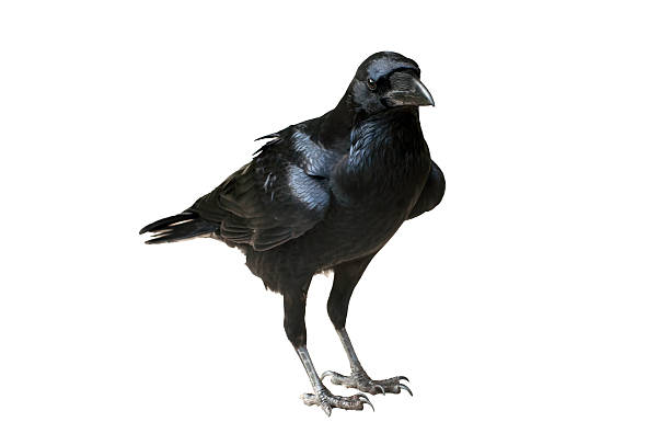 Raven Isolated - Raven standing on flat ground Raven Isolated - Raven standing on flat ground common blackbird turdus merula stock pictures, royalty-free photos & images