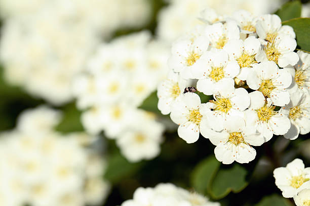 istock Spring flowers in the garden, close up 531469354
