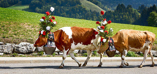 Farmers with a herd of cows on the annual transhumance at Charmey near Gruyeres, Fribourg zone on the Swiss alps