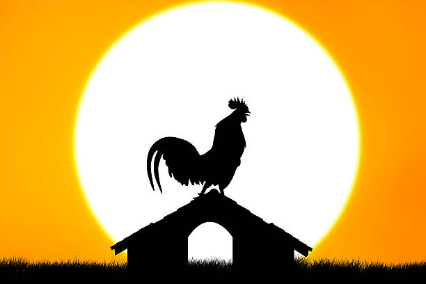 Roosters crow stand on housetop big sunset background