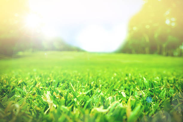 istock Close up green grass field with blur park background 531472528