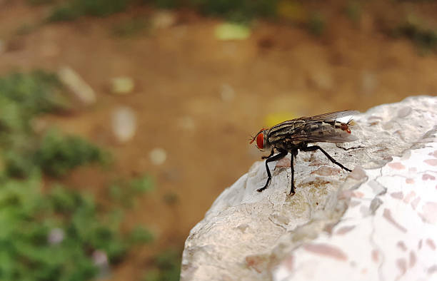 istock house fly on white table look for food 531474458