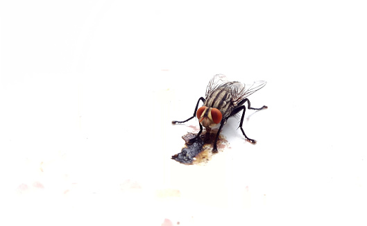 house fly on white table