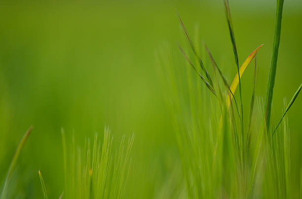 グリーンの小麦のフィールド自然なクローズアップ - barley wheat grass green ストックフォトと画像