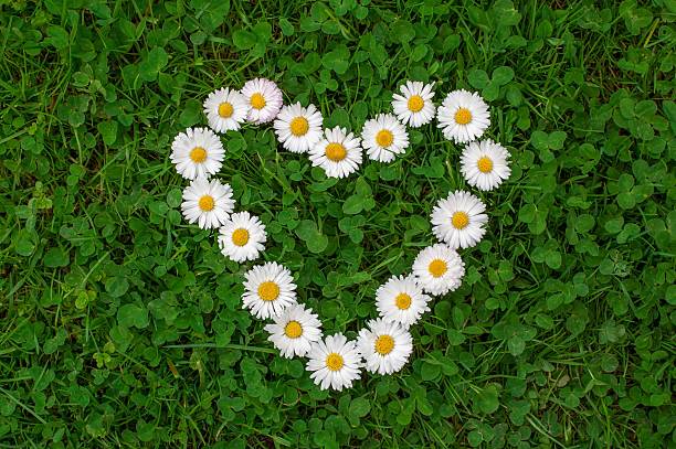 istock Flower heart in grass 531474840
