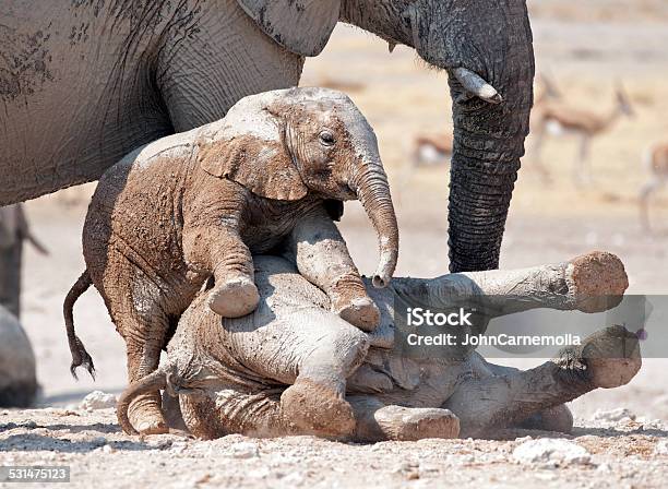 Young Elephants Playing Stock Photo - Download Image Now - Elephant Calf, Mud, 2015