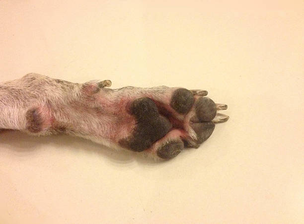 istock Dog paw on brown tile 531475298