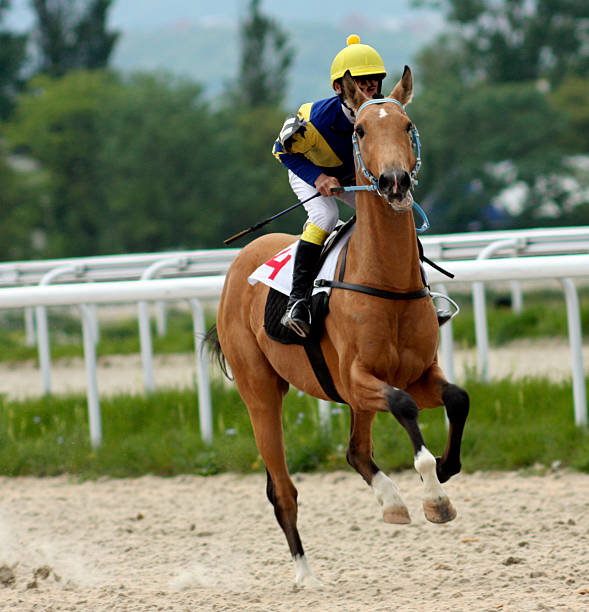 istock Horse racing in Pyatigorsk. 531475300