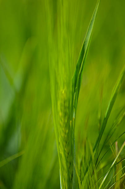 グリーンの小麦のフィールド自然なクローズアップ - barley wheat grass green ストックフォトと画像