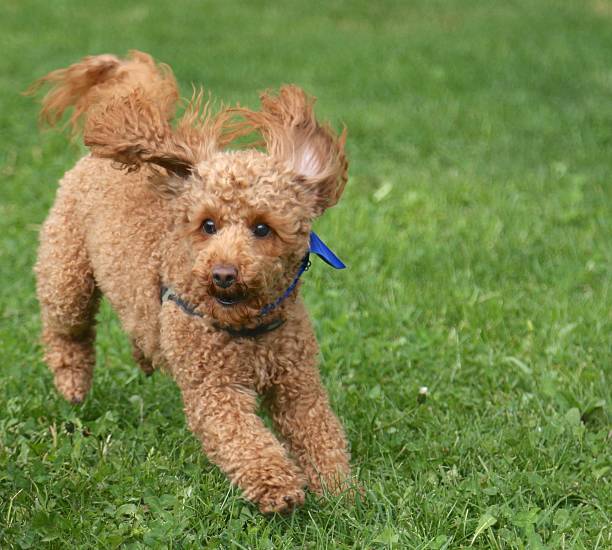 Poodle running in the meadow stock photo