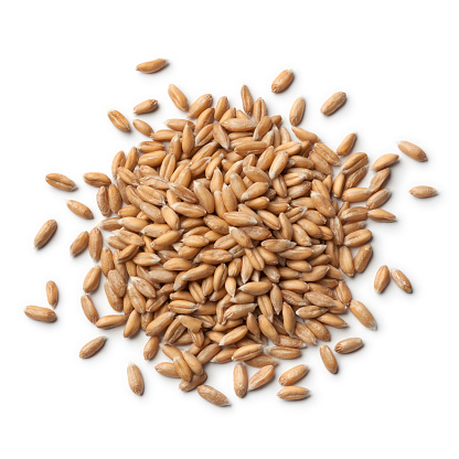 Heap of raw Spelt wheat  on white background