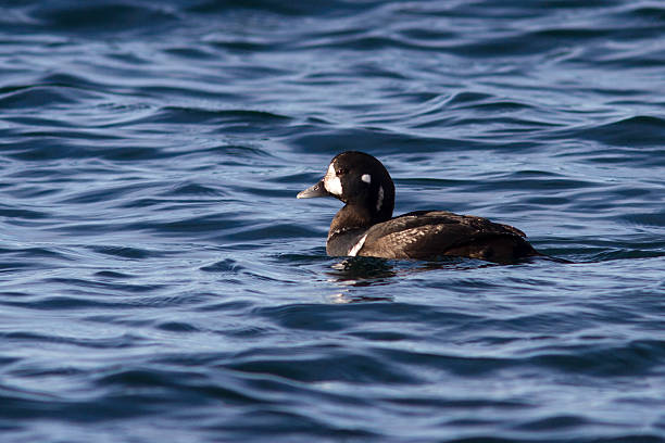 moretta arlecchino è galleggianti in baia avachinskaya un giorno nuvoloso - harlequin duck duck harlequin water bird foto e immagini stock