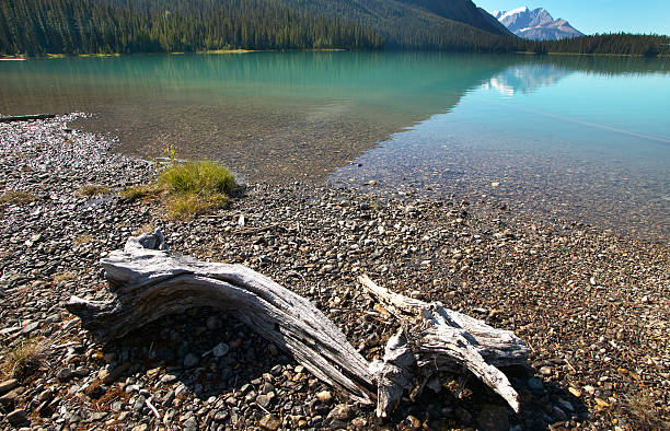 istock Emerald lake landscape with dead trunk. British Columbia. Canada 531476095