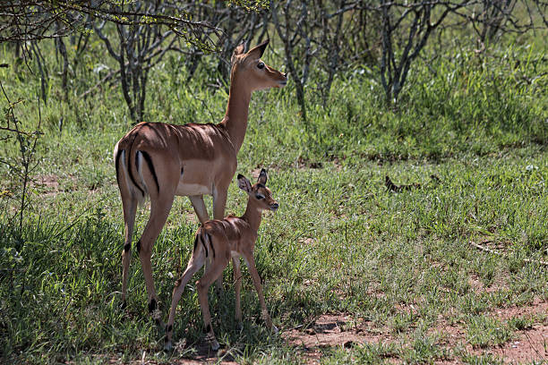 istock Impala doe and baby calf 531476709
