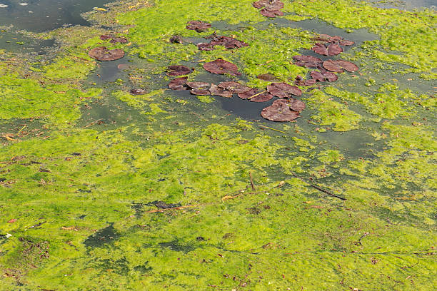istock Green algae/slime growing on an English lake in May. 531477392