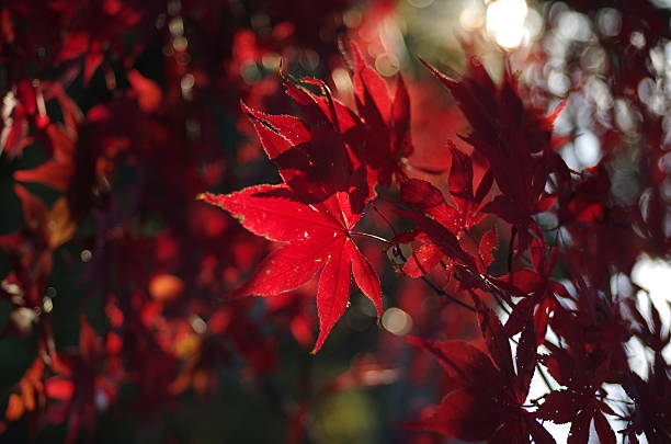 가을 낙엽 스톡 사진