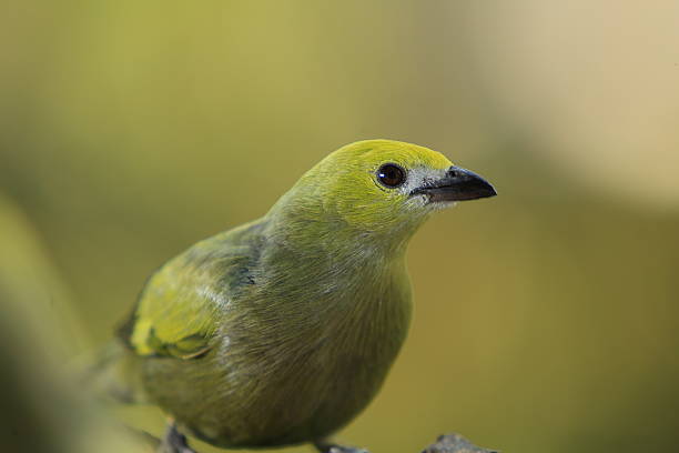 istock Palm Tanager Tight Close-up 531477709
