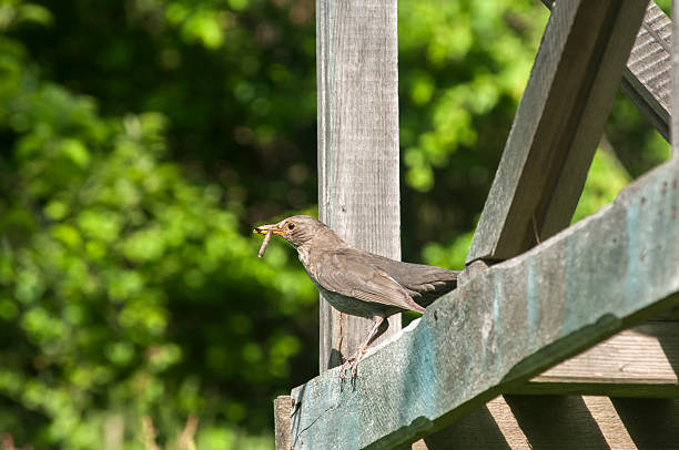 istock Song Thrush perched on wooden board 531477798
