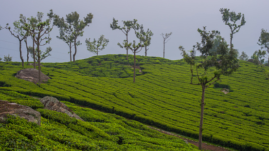Tea plantation in southern India, looks more like green carpet.