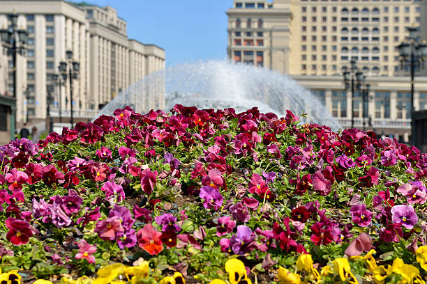 istock Pansies on background of fountain 531478768