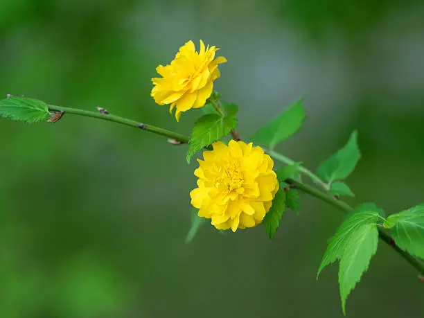 Bright golden yellow Yae Japan globeflower