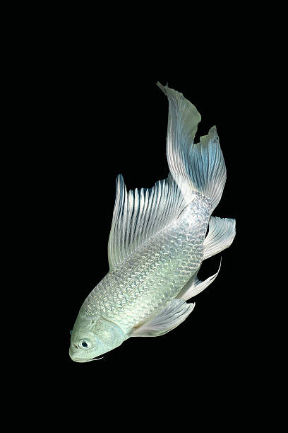 istock platinum carp fish in aquarium cabinet black background 531479510